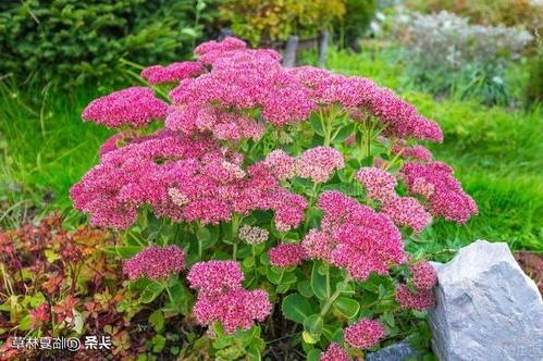 适合临夏地区栽植花卉品种推介